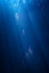 Fototapeta na wymiar Misty forest in a deep water
