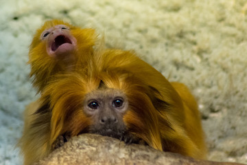 Small leontopithecus rosalia