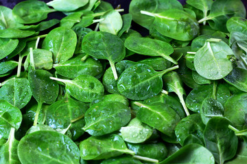 Background texture from a large amount of fresh organic diet spinach leaves with dew water drops