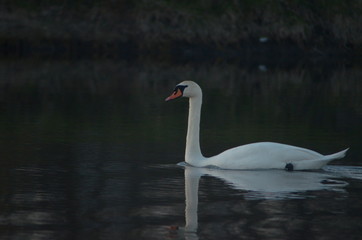 Great white swan mute swan