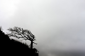 Silhouette of juniper tree of wierd shape due to blowing wind. Monochrome landscape.
