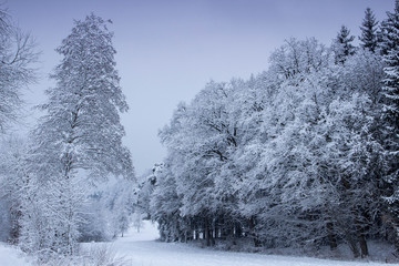 Winterruhe in der Natur