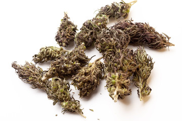 Marihuana buds isolated on a white background. Alternative medicine, THC and CBD value and influence for health  