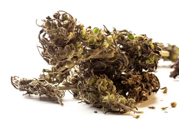 Marihuana buds isolated on a white background. Alternative medicine, THC and CBD value and influence for health  