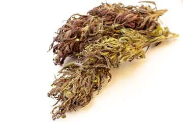 Marihuana buds isolated on a white background. Alternative medicine, THC and CBD value and influence for health  