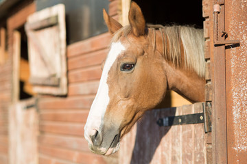 horse head in a stall