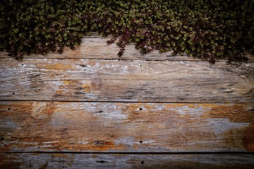 Decorative plant and grunge wood as a background.Space for text.Copy space
