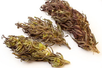 Marihuana buds isolated on a white background. Alternative medicine, THC and CBD value and influence for health  