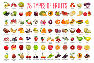 Fototapeta Fruits Icons – A huge set includes 78 types of colorful fruits with names. The icons were drawn in free hand and have thin gray line. Can be used for supermarket categories, for learning, as a poster. obraz