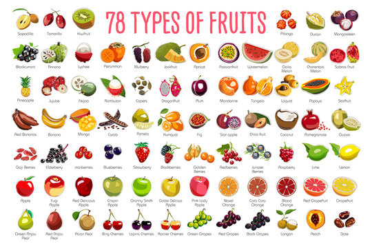 Fruits Icons – A huge set includes 78 types of colorful fruits with names. The icons were drawn in free hand and have thin gray line. Can be used for supermarket categories, for learning, as a poster.
