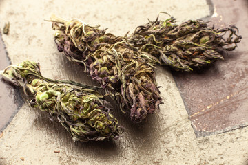 A close up of Marihuana buds . Alternative medicine, THC and CBD value and influence for health  