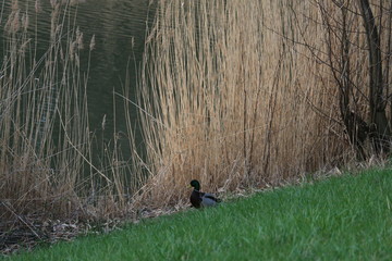 ente