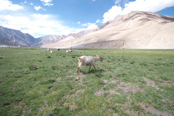Obraz premium Landscape of Kashmir field, Goat walk around the green field,rock mountains are surrounded