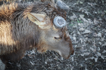 hornless elk lies and rests on the ground in the zoo