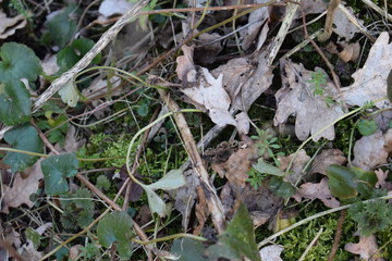 Nature I