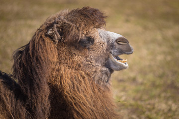 Fototapeta premium A camel shows its teeth while bellowing at tourists