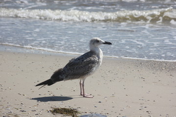 A seagull stands on the sand by the sea.