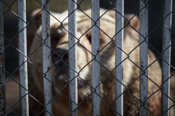 Blurred focus on Bear in captivity in a zoo behind bars. Power and aggression in the cage