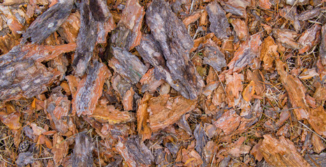 bark from pine scattered on the ground