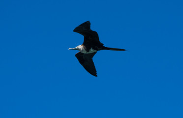 Frigate bird in flight