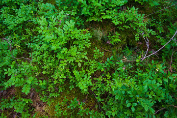 Fototapeta na wymiar Forest Soil with Grass