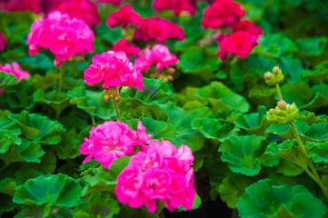 Garden greenhouse. Agribusiness