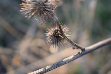 Nature I