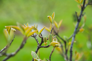 Green buds on branches in spring