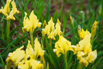 Obraz premium Beautiful spring flower, Irises