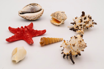 Starfish and seashells on the white table.