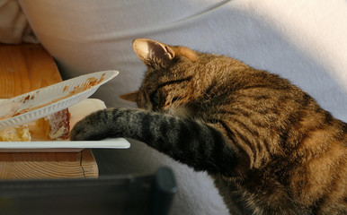 Freche Katze