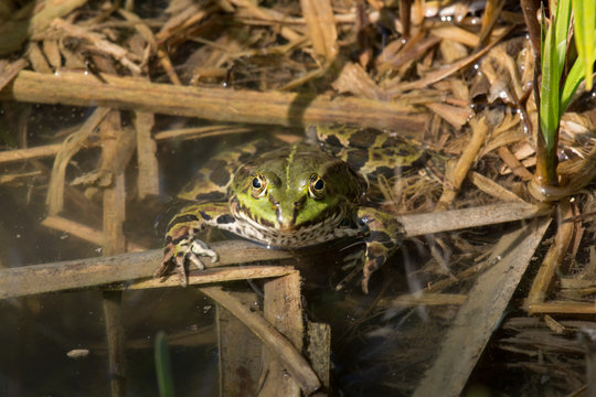 Frosch im Laicht&uuml;mpel