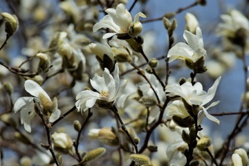 white Magnolias