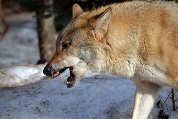 The wolf yawns