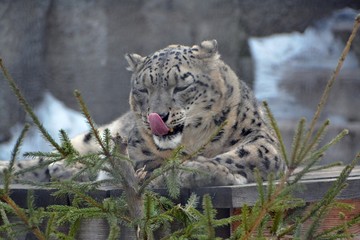 Irbis licks his lips