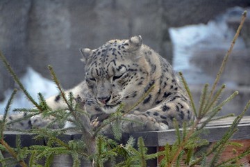 Irbis looks at the tree