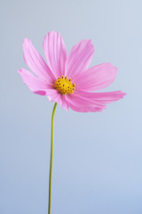 Single Pink Cosmos Flower