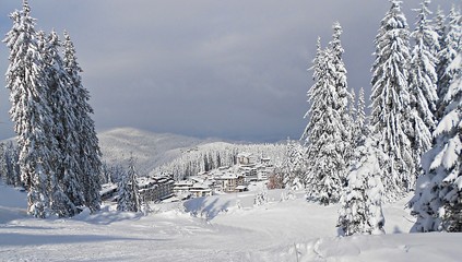 winter mountain landscape with fir trees and snow