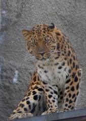 Attentive leopard
