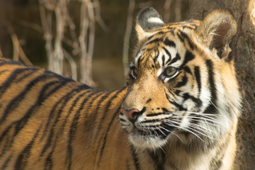 Tiger  (Panthera tigris tigris)