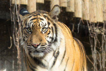 Tiger  (Panthera tigris tigris)