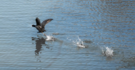 auf dem Wasser laufen