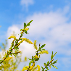Willow twigs on blue sky background.