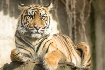 Tiger  (Panthera tigris tigris)
