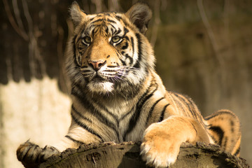 Fototapeta premium Tiger (Panthera tigris tigris)