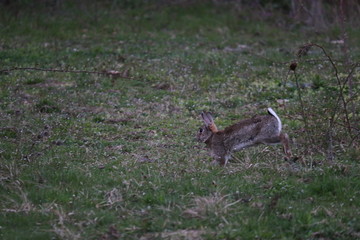 Hase