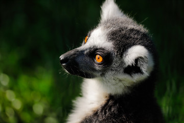 Obraz premium Portrait of ring-tailed lemur (catta)