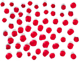 Płatki róż na białym tle