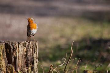 Robin red breast perched on a tree stump