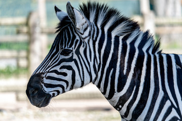 Fototapeta na wymiar Zebra con criniera, ritratto del muso e della bellezza del continente africano